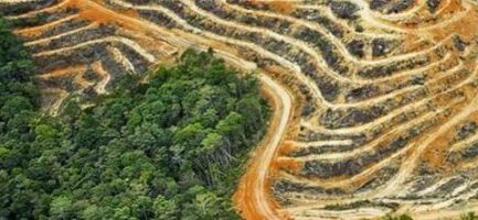 Using public interest litigation to save Uganda rainforests
